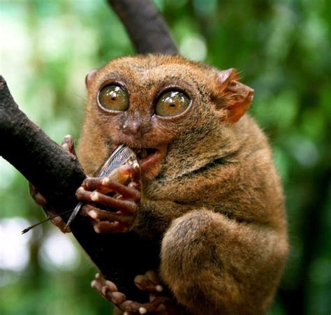 animals you didn't know existed.